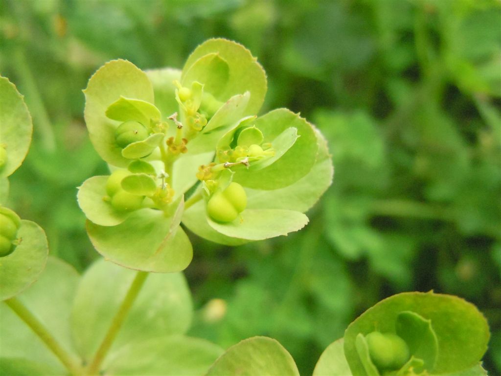 Euphorbia helioscopia